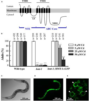 N-Terminal Extension and C-Terminal Domains Are Required for ABCB6/HMT-1 Protein Interactions, Function in Cadmium Detoxification, and Localization to the Endosomal-Recycling System in Caenorhabditis elegans